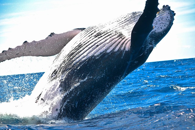 Whale watching - A breaching whale